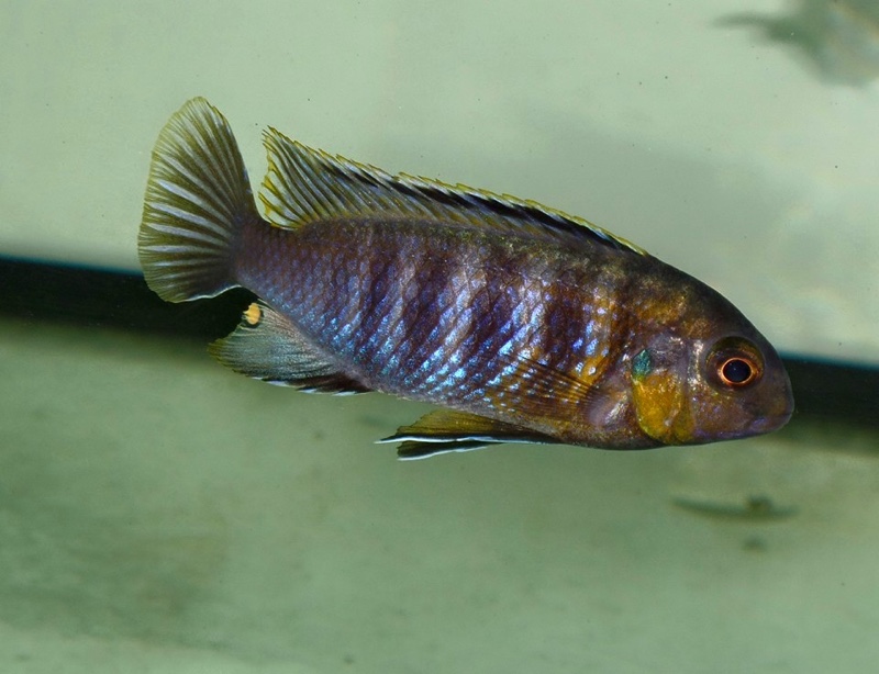 Tropheops sp. 'red cheek north' Magunga